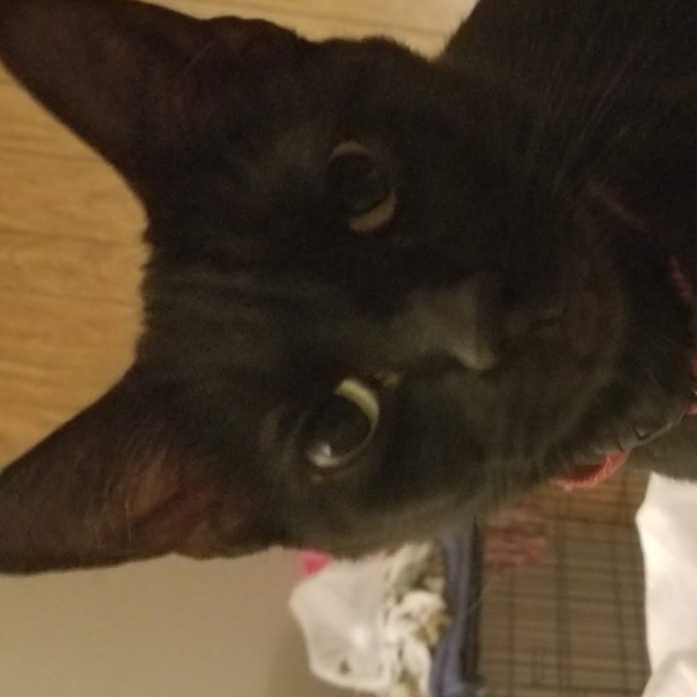 Meet your Posher, Kitty